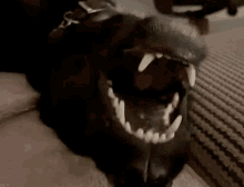 Teeth Dog GIF - Teeth Dog Mouth GIFs
