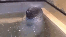 30 Seal GIF - 30 Seal Water GIFs