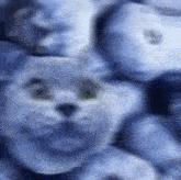 Blueberry Cat GIF - Blueberry Cat GIFs