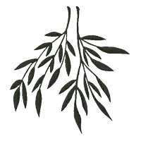 a branch of a tree with leaves on a white background .