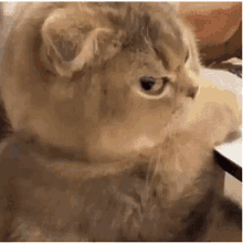 Triple Cat Combo Temper GIF - Triple Cat Combo Temper Pissed Cat GIFs