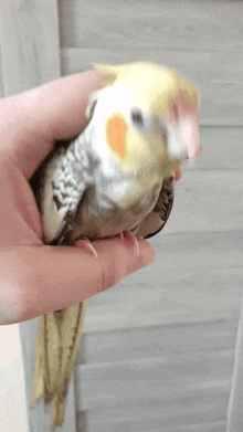 Parrot Attack GIF - Parrot Attack GIFs