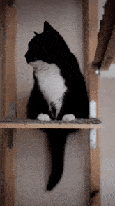 Unico Uni Cat GIF