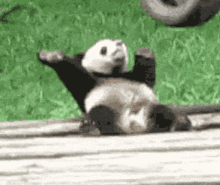 Panda Dancing GIF - Panda Dancing Moves GIFs