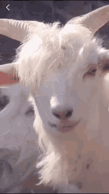 Sexy Goat Goat GIF - Sexy Goat Goat Cabra GIFs