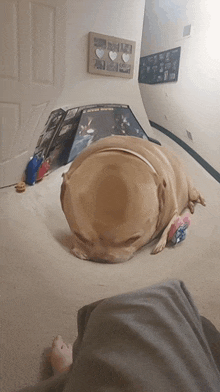 Funny Cool GIF - Funny Cool Dogs GIFs