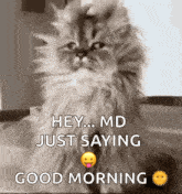 a fluffy cat is sitting on a bed and saying good morning