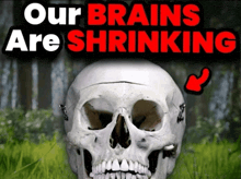 a picture of a skull with the words our brains are shrinking above it