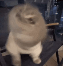 a cat is standing on a chair and eating a stick .