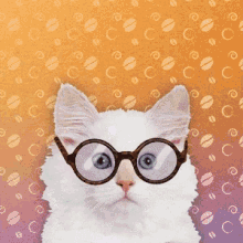 Cat Hypnotized GIF - Cat Hypnotized Coffee GIFs
