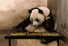 Akasyay Gaming Panda GIF - Akasyay Gaming Panda Dj GIFs