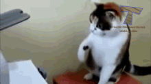 What Are This? GIF - Whatarethis Cute Cats GIFs