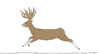 Deer Sticker - Deer Stickers
