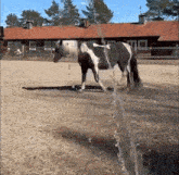Horse Washing GIF - Horse Washing Excited GIFs