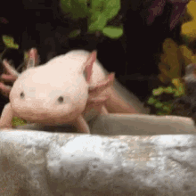 Axolotl Sliding GIF - Axolotl Sliding Dm GIFs