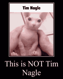 Tim Nagle Bingus GIF - Tim Nagle Bingus Cat GIFs