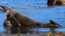 wild animals otter otters float floating
