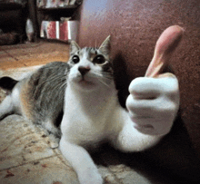 Elysian Thumbs Up Cat GIF - Elysian Thumbs Up Cat My Guy Frfr GIFs