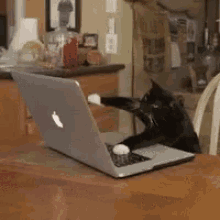 cat keyboard cats typing macbook