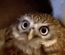 Smol Owl GIF - Smol Owl Stare GIFs