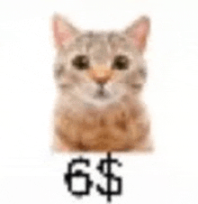 Cat Dollar GIF