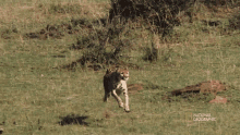 cheetah chasing gif