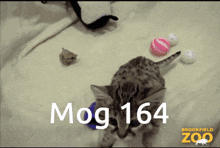 Mogcat 164 GIF - Mogcat Mog 164 GIFs