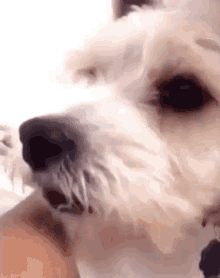 Farthyun White Dog GIF - Farthyun White Dog GIFs