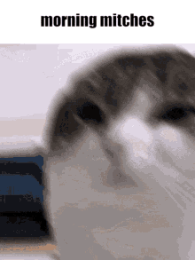 Morning Mitches Wawacat GIF - Morning Mitches Wawacat Oh The Misery Cat GIFs