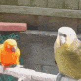 Friend Bird GIF