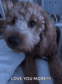 Goldendoodle Puppies GIF