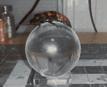 a cockroach is crawling on top of a clear egg