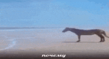 почему лошадь стоит у моря GIF - почему лошадь стоит у моря GIFs