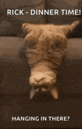 a cat is hanging upside down on a couch with the words rick dinner time hanging in there