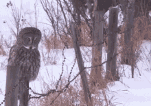 Owl Owl Fall Down GIF - Owl Owl Fall Down Owl Fall Down Face Plant Funny GIFs