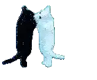 a black and white cat standing next to each other on a white background