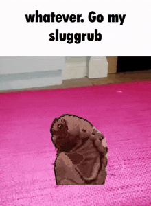a slug grub is sitting on a pink rug with the words `` whatever go my sluggrub '' above it .