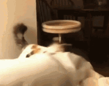 Cat Angry GIF - Cat Angry Bite GIFs