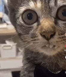 a close up of a cat 's face with the numbers 12 and 7 visible