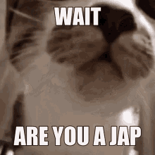 Waiit Are You A Jap GIF - Waiit Are You A Jap Cat GIFs