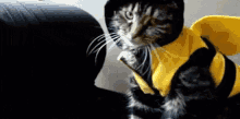 Bumblezbee Cat Fall GIF