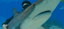 Holding Great White Shark Holding A Shark GIF