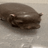 a close up of a hippopotamus laying on the ground
