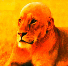 a painting of a lion with a shaved head