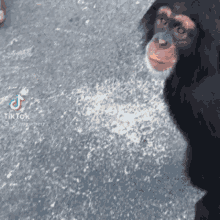Theprinceprint Monkey Drinking GIF