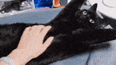 Cat Belly GIF - Cat Belly Rub GIFs