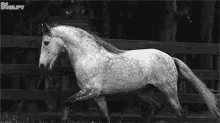 Horse Gif GIF - Horse Gif Animals GIFs