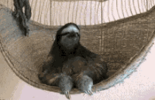 Sloth Gangster GIF - Sloth Gangster Bitch GIFs