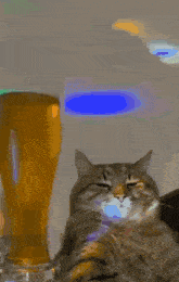a cat sits next to a glass of beer