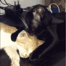 Licking Bromance GIF - Licking Bromance Cats GIFs